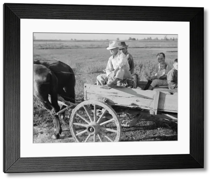 Framed Print : Horse and wagon is still a common means of transportation... Southeast Missouri Farms, 1938. Creator: Dorothea Lange Framed Print : Horse and wagon is still a common means of transportation... Southeast Missouri Farms, 1938. Creator: Dorothea Lange