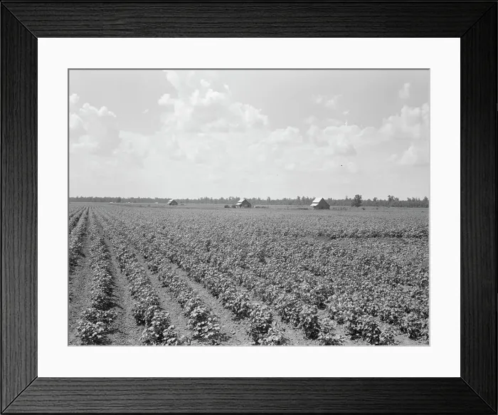 Framed Print : Delta plantation landscape south of Wilson, Arkansas, 1938. Creator: Dorothea Lange Framed Print : Delta plantation landscape south of Wilson, Arkansas, 1938. Creator: Dorothea Lange