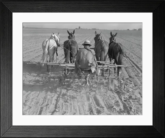Framed Print : Cultivating beans with a four-row cultivator, near Santa Ana, California, 1937. Creator: Dorothea Lange Framed Print : Cultivating beans with a four-row cultivator, near Santa Ana, California, 1937. Creator: Dorothea Lange