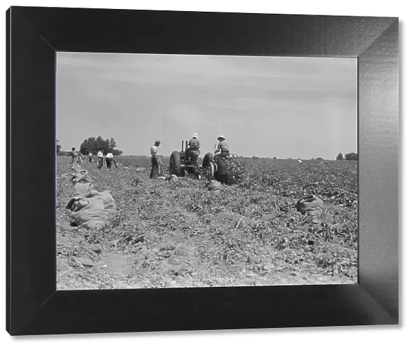 Mechanical potato digger in the field, Shafter, California, 1937. Creator: Dorothea Lange