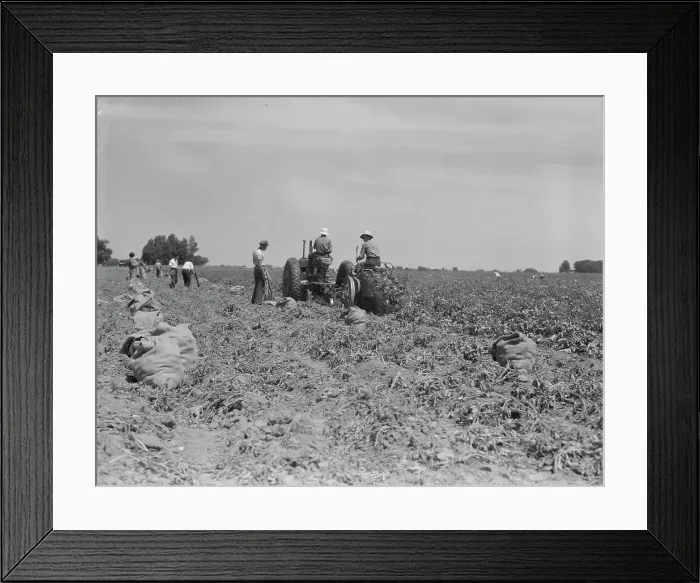 Framed Print : Mechanical potato digger in the field, Shafter, California, 1937. Creator: Dorothea Lange Framed Print : Mechanical potato digger in the field, Shafter, California, 1937. Creator: Dorothea Lange