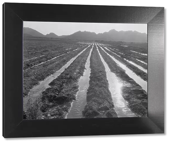 Irrigated field of cotton seventy miles from Phoenix, Arizona, 1937. Creator: Dorothea Lange