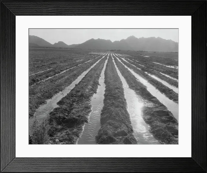 Framed Print : Irrigated field of cotton seventy miles from Phoenix, Arizona, 1937. Creator: Dorothea Lange Framed Print : Irrigated field of cotton seventy miles from Phoenix, Arizona, 1937. Creator: Dorothea Lange