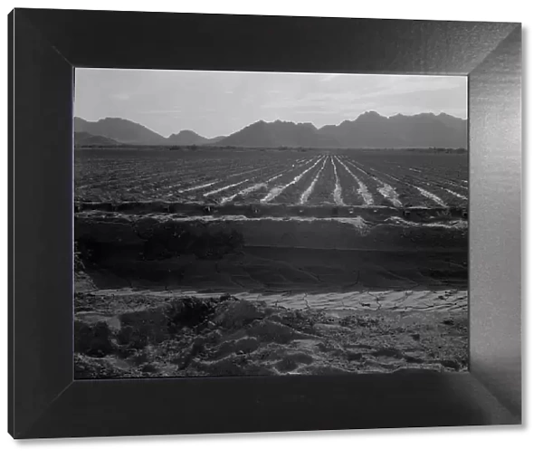 Irrigated fields of Acala cotton seventy miles from Phoenix, Arizona, 1937. Creator: Dorothea Lange