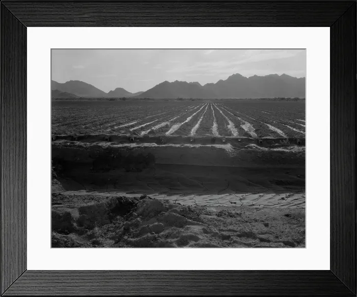 Framed Print : Irrigated fields of Acala cotton seventy miles from Phoenix, Arizona, 1937. Creator: Dorothea Lange Framed Print : Irrigated fields of Acala cotton seventy miles from Phoenix, Arizona, 1937. Creator: Dorothea Lange