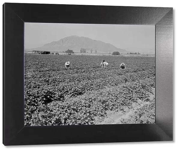 Mexicans picking cantaloupes, Imperial Valley, California, 1937. Creator: Dorothea Lange