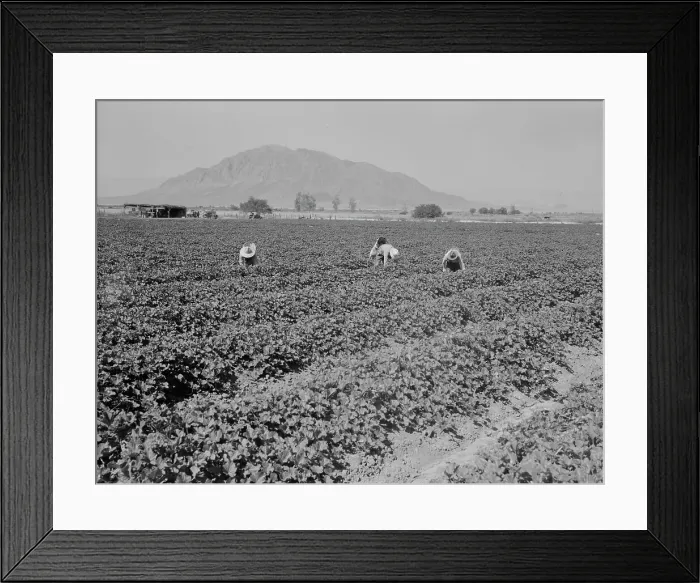 Framed Print : Mexicans picking cantaloupes, Imperial Valley, California, 1937. Creator: Dorothea Lange Framed Print : Mexicans picking cantaloupes, Imperial Valley, California, 1937. Creator: Dorothea Lange