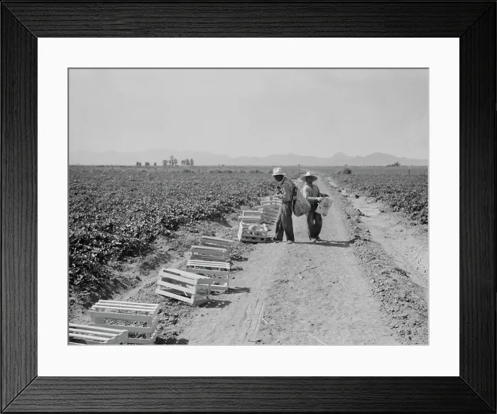 Framed Print : Mexicans picking cantaloupes one mile north of the Mexican border, Imperial Valley, Califoria, 1937. Creator: Dorothea Lange
