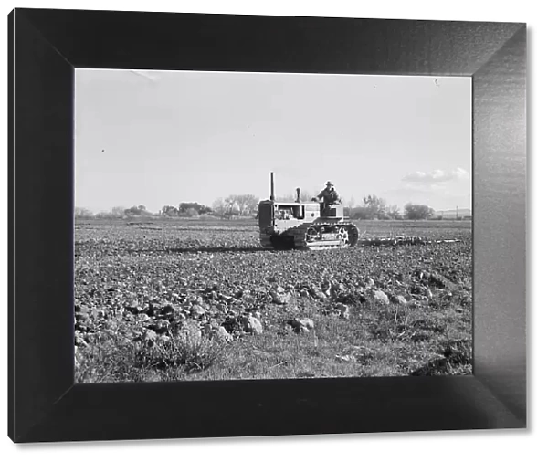Cultivating potato field, California, 1939. Creator: Dorothea Lange