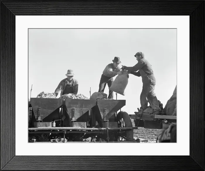 Framed Print : Loading bins of potato planter which fertilizes and plants potatoes... Kern County, CA, 1939. Creator: Dorothea Lange
