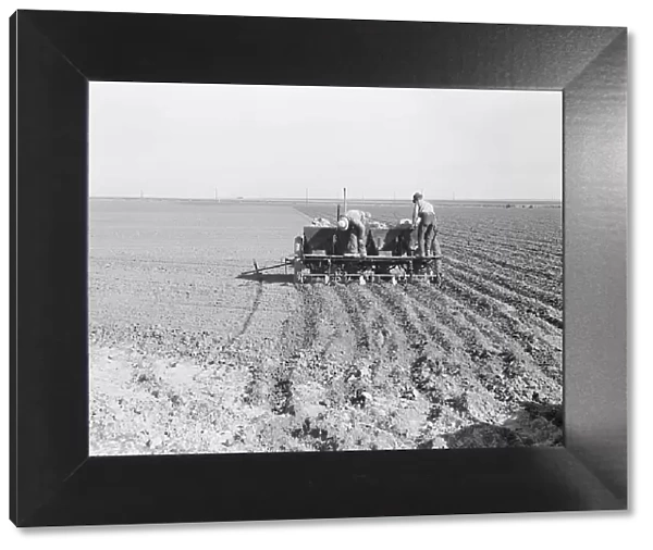 Large-scale, mechanized farming - potato planter, Kern County, California, 1939. Creator: Dorothea Lange