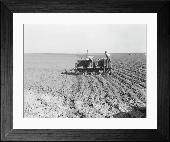 Framed Print : Large-scale, mechanized farming - potato planter, Kern County, California, 1939. Creator: Dorothea Lange Framed Print : Large-scale, mechanized farming - potato planter, Kern County, California, 1939. Creator: Dorothea Lange