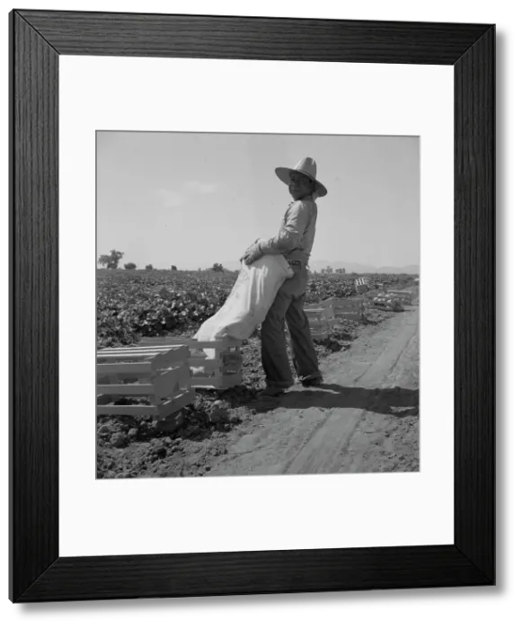 Framed Print : Mexican melon picker of the Imperial Valley, unloading his bag, California, 1937. Creator: Dorothea Lange Framed Print : Mexican melon picker of the Imperial Valley, unloading his bag, California, 1937. Creator: Dorothea Lange