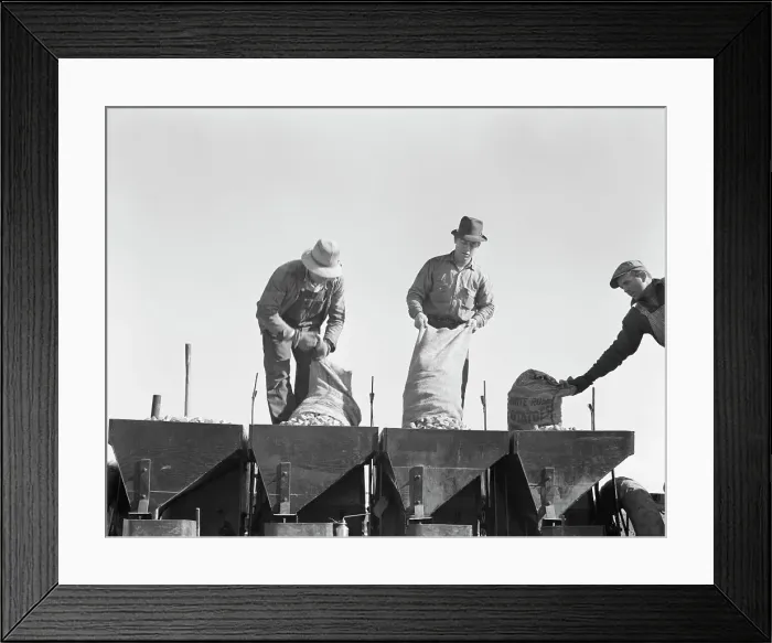 Framed Print : Loading bins of potato planter with fertilizer and seed... Kern County, California, 1939. Creator: Dorothea Lange Framed Print : Loading bins of potato planter with fertilizer and seed... Kern County, California, 1939. Creator: Dorothea Lange