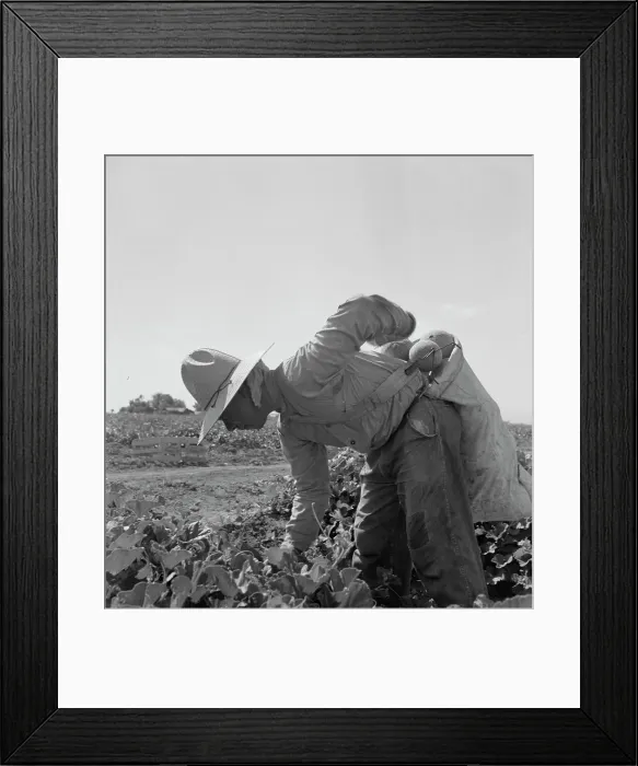 Framed Print : Mexican picking melons in the Imperial Valley, California, 1937. Creator: Dorothea Lange Framed Print : Mexican picking melons in the Imperial Valley, California, 1937. Creator: Dorothea Lange