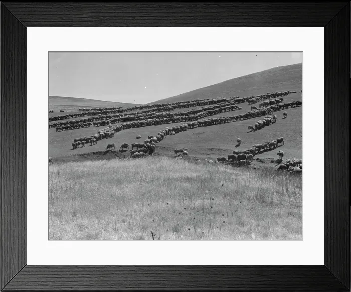 Framed Print : Sheep grazing, California, 1936. Creator: Dorothea Lange Framed Print : Sheep grazing, California, 1936. Creator: Dorothea Lange