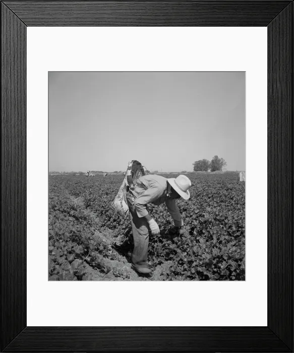 Framed Print : Mexican picking cantaloupes in the Imperial Valley, California, 1937. Creator: Dorothea Lange Framed Print : Mexican picking cantaloupes in the Imperial Valley, California, 1937. Creator: Dorothea Lange
