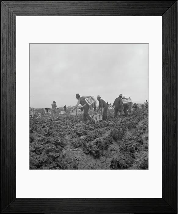 Framed Print : Filipinos waiting for the signal... cutting lettuce, near Westmorland, Imperial Valley, CA, 1939. Creator: Dorothea Lange Framed Print : Filipinos waiting for the signal... cutting lettuce, near Westmorland, Imperial Valley, CA, 1939. Creator: Dorothea Lange