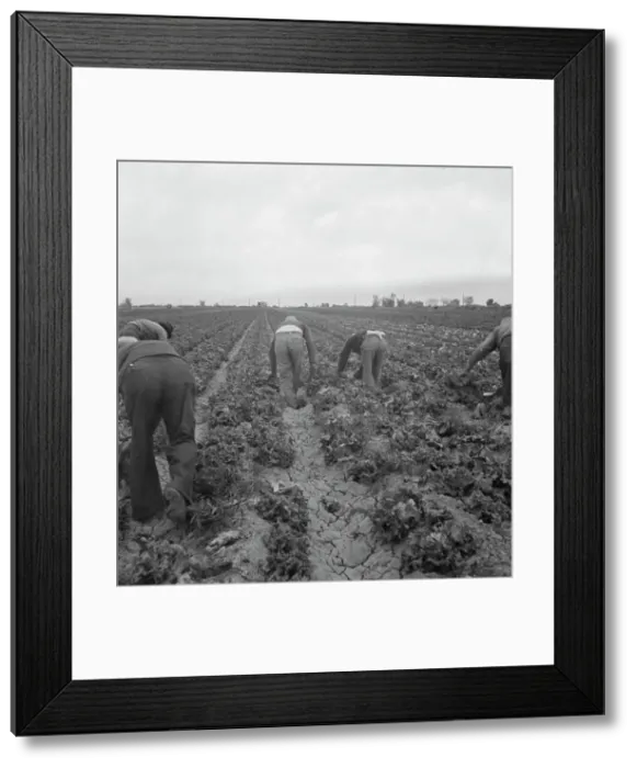 Framed Print : Filipinos cutting lettuce, Imperial Valley, CA, 1939. Creator: Dorothea Lange Framed Print : Filipinos cutting lettuce, Imperial Valley, CA, 1939. Creator: Dorothea Lange