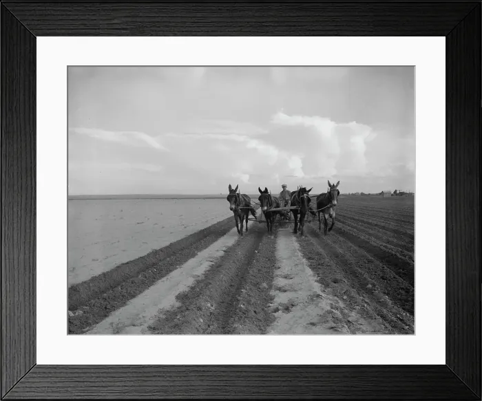 Framed Print : West Texas farmer replanting cotton, near Stanton, Texas, 1937. Creator: Dorothea Lange Framed Print : West Texas farmer replanting cotton, near Stanton, Texas, 1937. Creator: Dorothea Lange