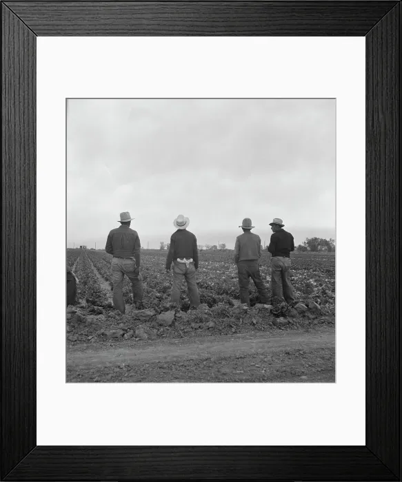 Framed Print : Filipinos waiting for the signal...cutting lettuce, near Westmorland, Imperial Valley, CA, 1939. Creator: Dorothea Lange Framed Print : Filipinos waiting for the signal...cutting lettuce, near Westmorland, Imperial Valley, CA, 1939. Creator: Dorothea Lange