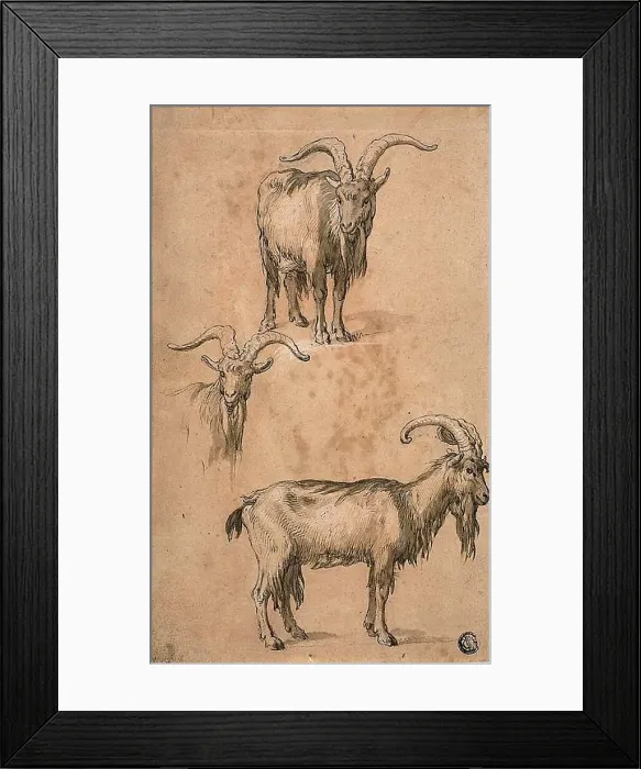Framed Print : Three Sketches of a Goat (recto) Drapery of Standing Female Figure (verso), c.1610. Creator: Abraham Bloemaert Framed Print : Three Sketches of a Goat (recto) Drapery of Standing Female Figure (verso), c.1610. Creator: Abraham Bloemaert