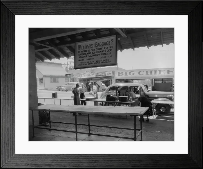 Framed Print : Plant quarantine inspector examining tourist baggage... Yuma, Arizona, 1937. Creator: Dorothea Lange Framed Print : Plant quarantine inspector examining tourist baggage... Yuma, Arizona, 1937. Creator: Dorothea Lange