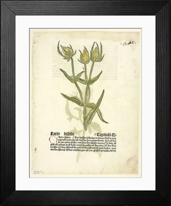 Framed Print : Thistle (recto) and Thistle buds (verso) from Gart Der Gesundheit (also called Hortus...1929. Creator: Erhard Reuwich) Framed Print : Thistle (recto) and Thistle buds (verso) from Gart Der Gesundheit (also called Hortus...1929. Creator: Erhard Reuwich)