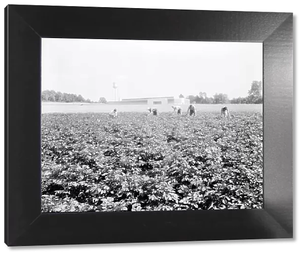 Men working in the potato field, Hightstown, New Jersey, 1936. Creator: Dorothea Lange