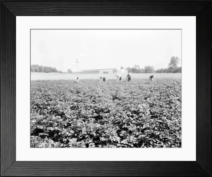 Framed Print : Men working in the potato field, Hightstown, New Jersey, 1936. Creator: Dorothea Lange