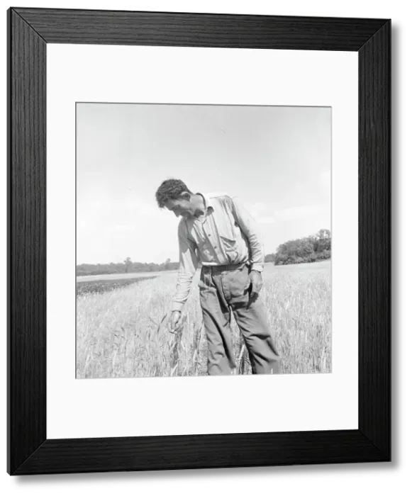 Framed Print : Member of the farming group on the project - Polish-Jewish born, Hightstown, New Jersey, 1936. Creator: Dorothea Lange Framed Print : Member of the farming group on the project - Polish-Jewish born, Hightstown, New Jersey, 1936. Creator: Dorothea Lange