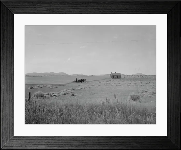 Framed Print : Abandoned tenant house and large-scale wheat field near Kincaid, Texas, 1937. Creator: Dorothea Lange Framed Print : Abandoned tenant house and large-scale wheat field near Kincaid, Texas, 1937. Creator: Dorothea Lange