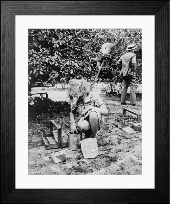 Framed Print : Young cherry picker, near Millville, New Jersey, 1936. Creator: Dorothea Lange Framed Print : Young cherry picker, near Millville, New Jersey, 1936. Creator: Dorothea Lange