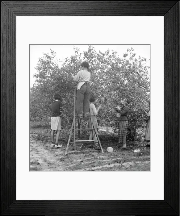 Framed Print : Cherry pickers near Millville, New Jersey, 1936. Creator: Dorothea Lange Framed Print : Cherry pickers near Millville, New Jersey, 1936. Creator: Dorothea Lange