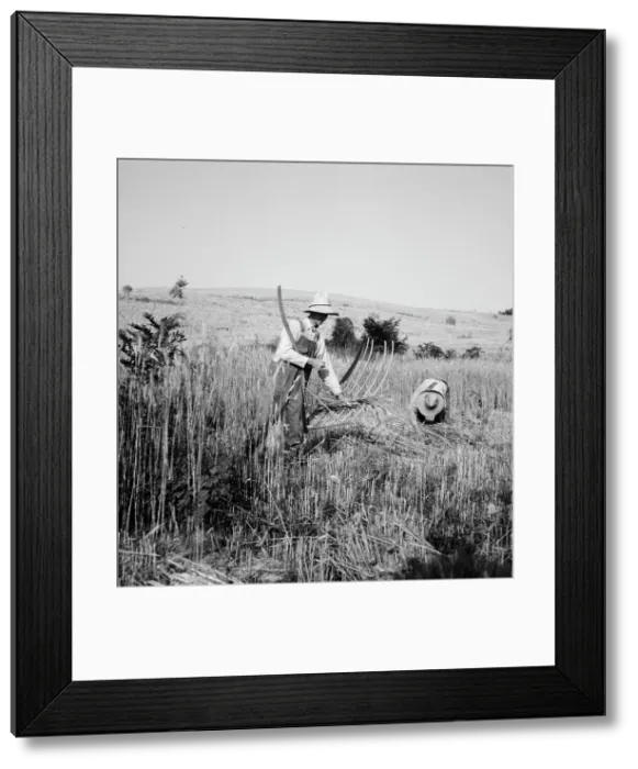 Framed Print : Cradling wheat near Christianburg, Virginia, 1936. Creator: Dorothea Lange Framed Print : Cradling wheat near Christianburg, Virginia, 1936. Creator: Dorothea Lange
