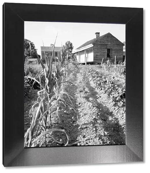 Drying up corn, Near Eutaw, Alabama, 1936. Creator: Dorothea Lange