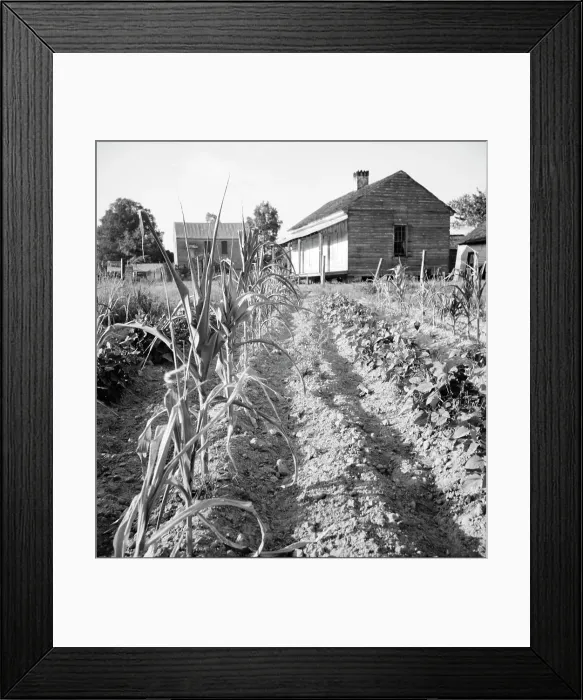 Framed Print : Drying up corn, Near Eutaw, Alabama, 1936. Creator: Dorothea Lange