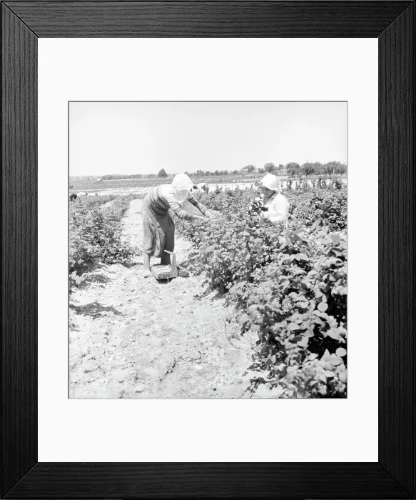 Framed Print : Migrants from Delaware picking berries in southern New Jersey, 1936. Creator: Dorothea Lange Framed Print : Migrants from Delaware picking berries in southern New Jersey, 1936. Creator: Dorothea Lange