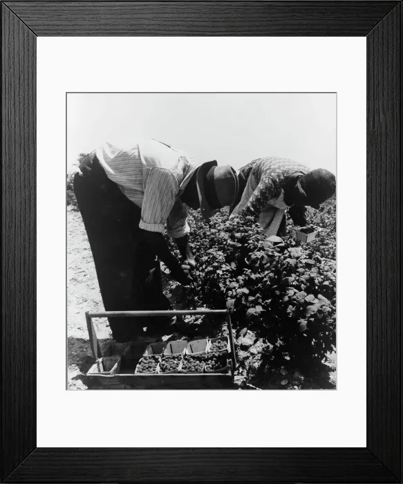 Framed Print : Migrants from Delaware picking berries in southern New Jersey, 1936. Creator: Dorothea Lange Framed Print : Migrants from Delaware picking berries in southern New Jersey, 1936. Creator: Dorothea Lange