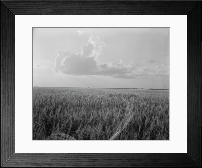 Framed Print : Oklahoma wheat, 1937. Creator: Dorothea Lange