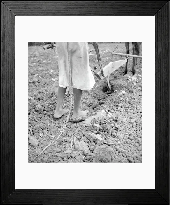 Framed Print : Alabama plow girl, Near Eutaw, Alabama, 1936. Creator: Dorothea Lange Framed Print : Alabama plow girl, Near Eutaw, Alabama, 1936. Creator: Dorothea Lange