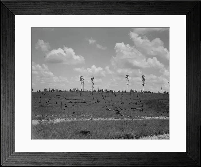 Framed Print : Cut-over long leaf yellow pine forest, Mississippi, 1937. Creator: Dorothea Lange Framed Print : Cut-over long leaf yellow pine forest, Mississippi, 1937. Creator: Dorothea Lange