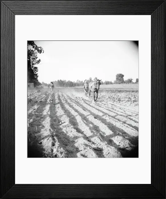 Framed Print : Plowboy in Alabama earns seventy-five cents daily, 1936. Creator: Dorothea Lange