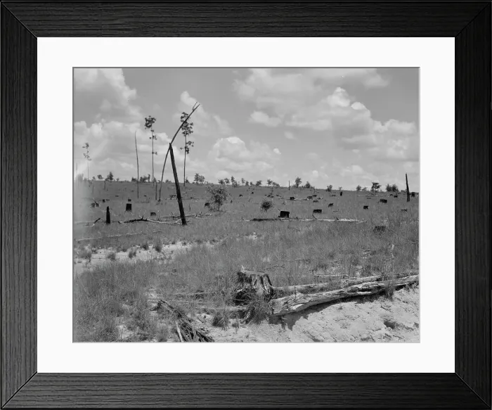 Framed Print : Cut-over long leaf yellow pine forest, Mississippi, 1937. Creator: Dorothea Lange Framed Print : Cut-over long leaf yellow pine forest, Mississippi, 1937. Creator: Dorothea Lange
