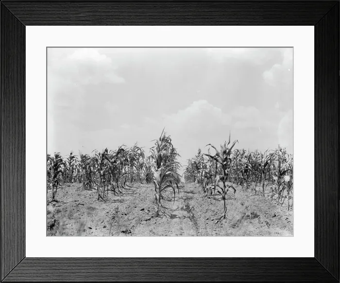 Framed Print : Drought corn, Central Georgia, 1936. Creator: Dorothea Lange Framed Print : Drought corn, Central Georgia, 1936. Creator: Dorothea Lange