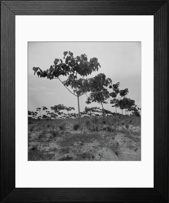 Framed Print : Tung oil grove near Mossy Head, Florida, 1937. Creator: Dorothea Lange Framed Print : Tung oil grove near Mossy Head, Florida, 1937. Creator: Dorothea Lange