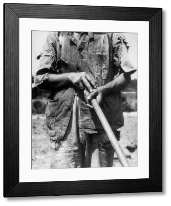 Framed Print : Hoe culture - Alabama tenant farmer near Anniston, 1936. Creator: Dorothea Lange Framed Print : Hoe culture - Alabama tenant farmer near Anniston, 1936. Creator: Dorothea Lange