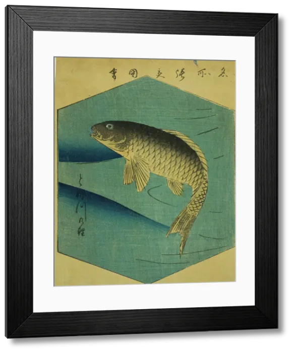 Framed Print : Carp in the Tone River (Tonegawa no koi), section of a sheet from the series Cutout... 1857. Creator: Ando Hiroshige. Carp in the Tone River (Tonegawa no koi), section of a sheet from the series Cutout... 1857. Creator: Ando Hiroshige Framed Print : Carp in the Tone River (Tonegawa no koi), section of a sheet from the series Cutout... 1857. Creator: Ando Hiroshige. Carp in the Tone River (Tonegawa no koi), section of a sheet from the series Cutout... 1857. Creator: Ando Hiroshige