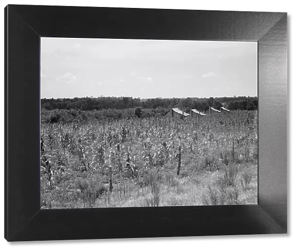 Aldridge Plantation near Leland, Mississippi, 1937. Creator: Dorothea Lange