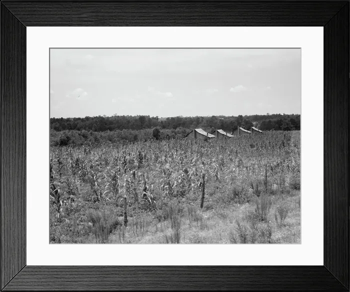 Framed Print : Aldridge Plantation near Leland, Mississippi, 1937. Creator: Dorothea Lange Framed Print : Aldridge Plantation near Leland, Mississippi, 1937. Creator: Dorothea Lange